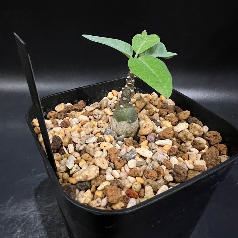 アデニア ペチュエリー | STELLA.PLANTS