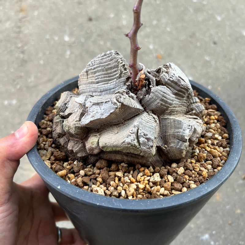 アフリカ亀甲竜 5.5寸6 | STELLA.PLANTS アフリカ亀甲竜 5.5寸6 | STELLA.PLANTS