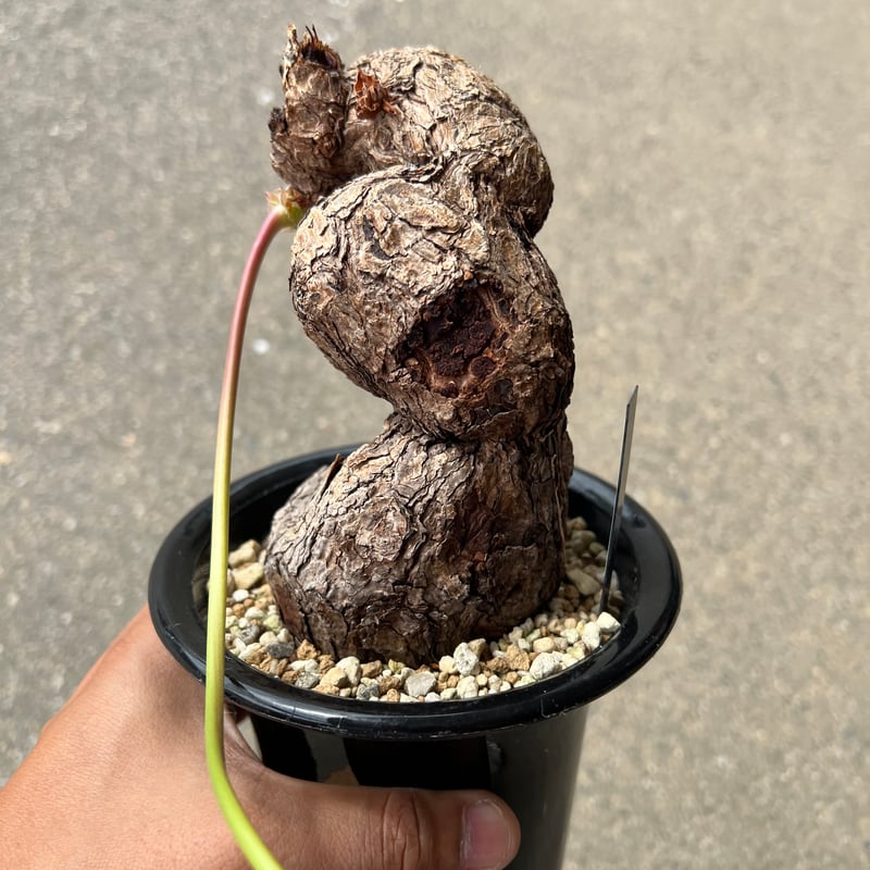 冬型セール中！　ペラルゴニウム　トリステ ペラルゴニウム トリステ | STELLA.PLANTS