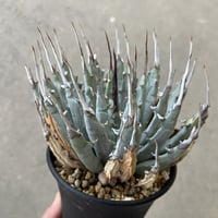 アガベ チタノタ '狼牙' | STELLA.PLANTS