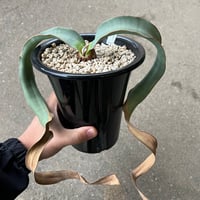 ユーフォルビア シミリラメア | STELLA.PLANTS