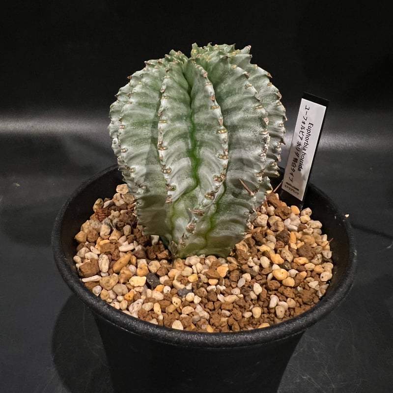 ユーフォルビア ホリダ | STELLA.PLANTS ユーフォルビア ホリダ | STELLA.PLANTS