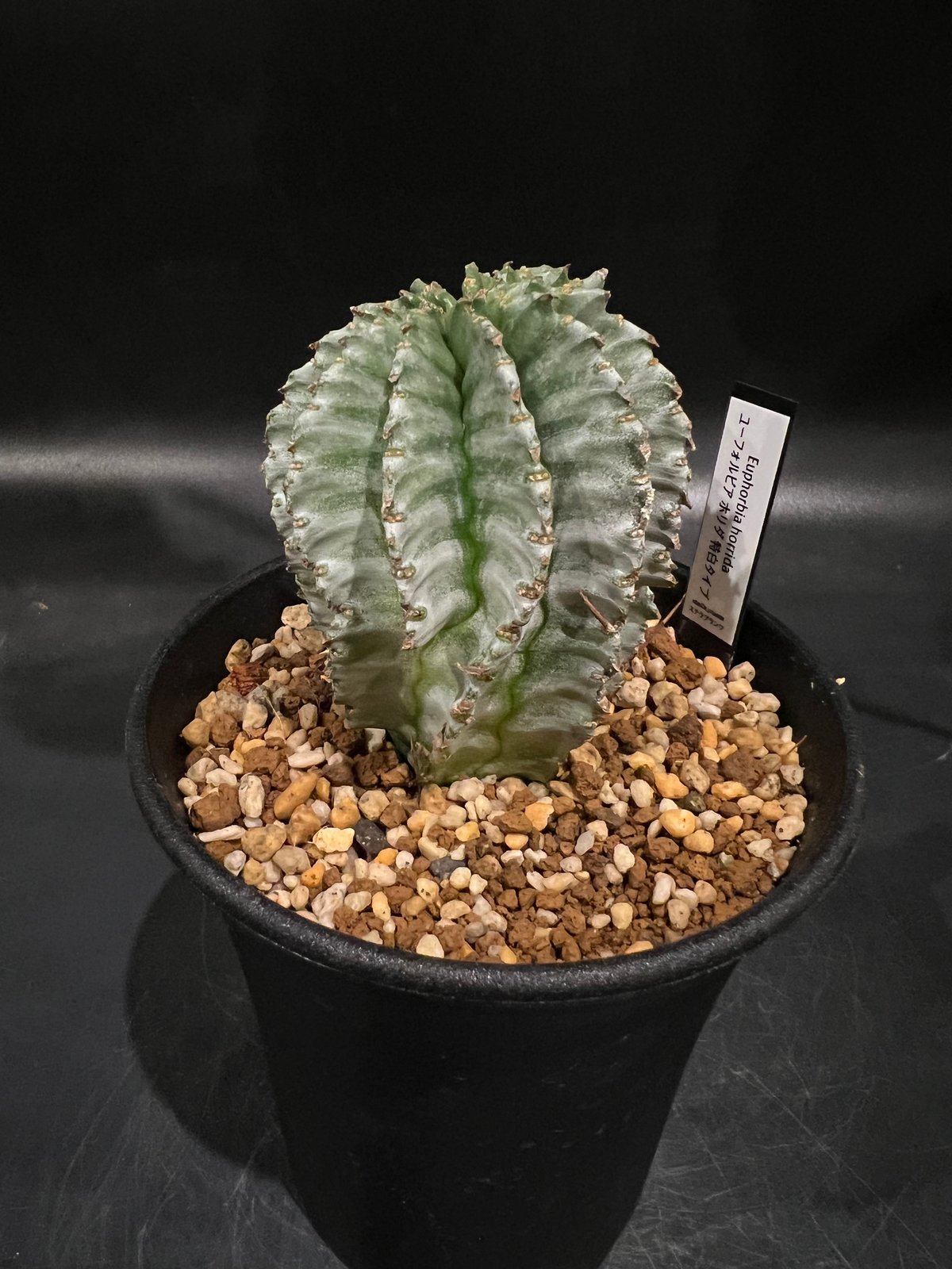 ユーフォルビア　ホリダです Euphorbia horrida. ユーフォルビア ホリダ（宇田ゼブラ♂ 太胴