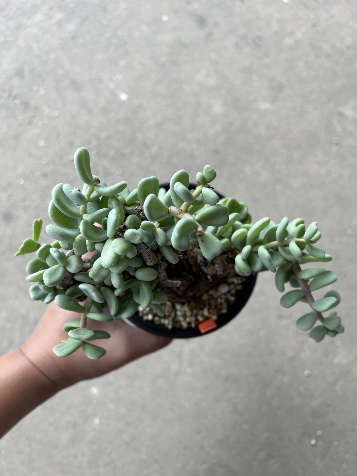 ケラリア ピグマエア メス株 | STELLA.PLANTS ケラリア ピグマエア メス株 | STELLA.PLANTS