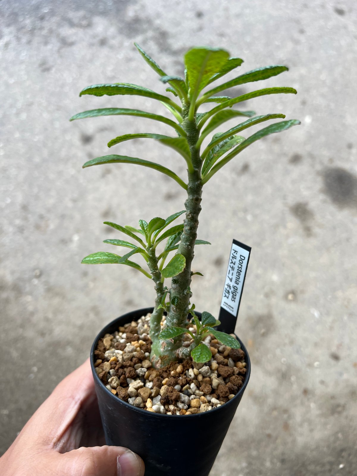 ドルステニア　ギガス ドルステニア ギガス | GREEN LUCK