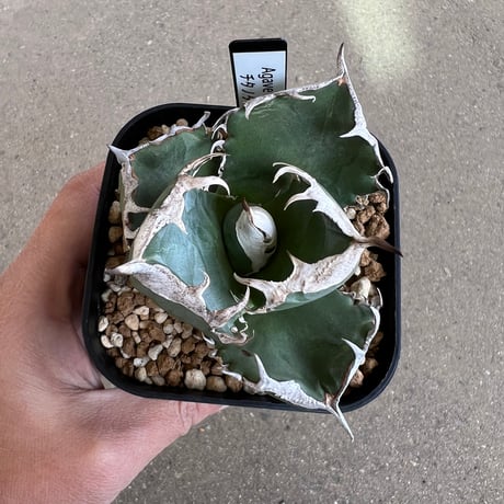 アガベ　SAD アガベsad | STORES