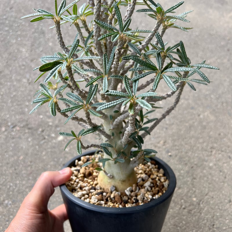 ドルステニア ギガス ブラータ 実生株 ドルステニア ギガス ブラータ | STELLA.PLANTS