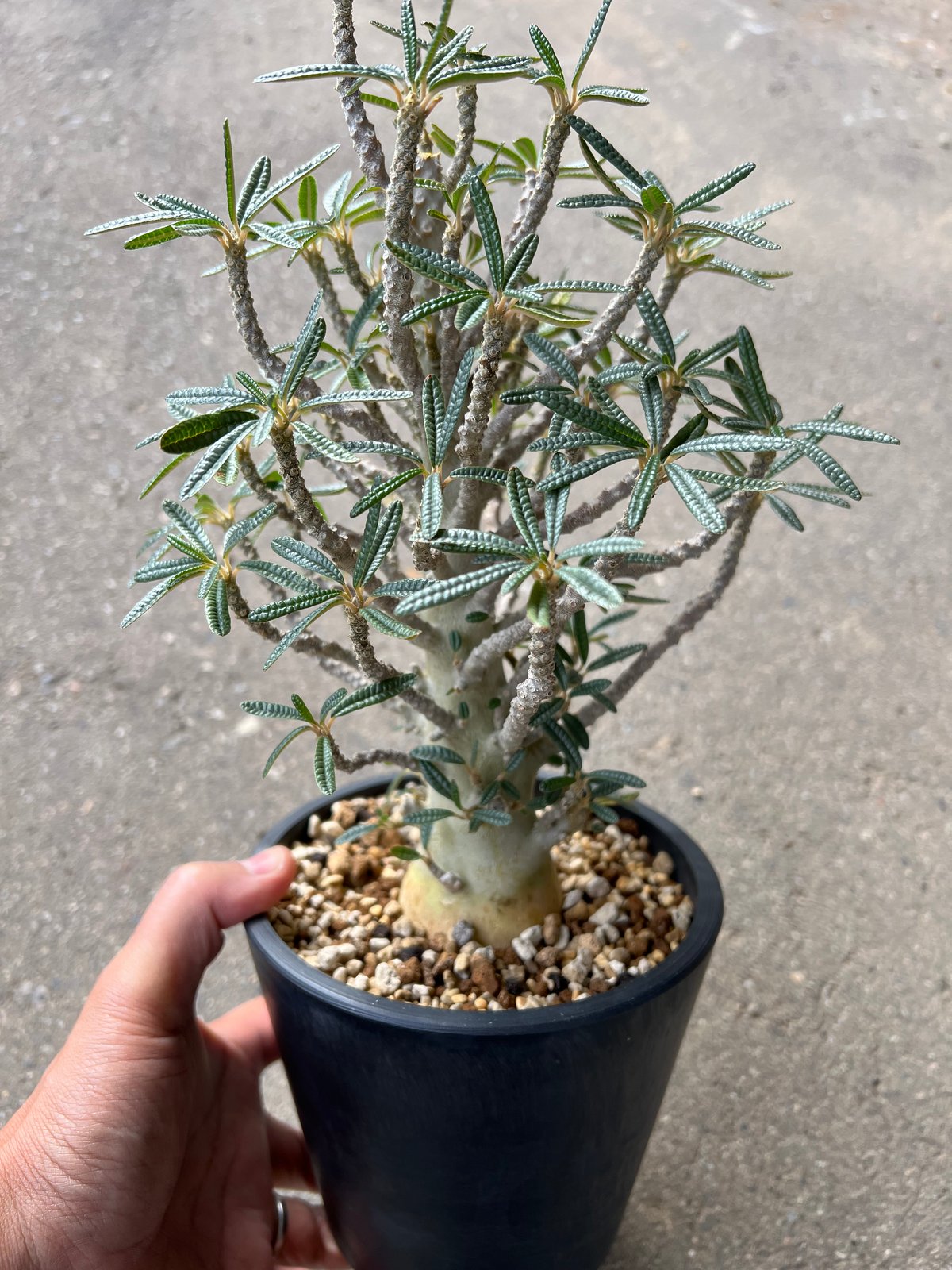 ドルステニア ギガス ブラータ 鉢植え　① ギガスブラータ① 塊根幅7.7cm、菊鉢7号 入手して2年ちょい。頭