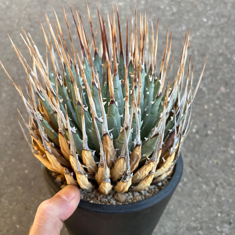 ユタエンシス エボリスピナ 5寸鉢サイズ | STELLA.PLANTS