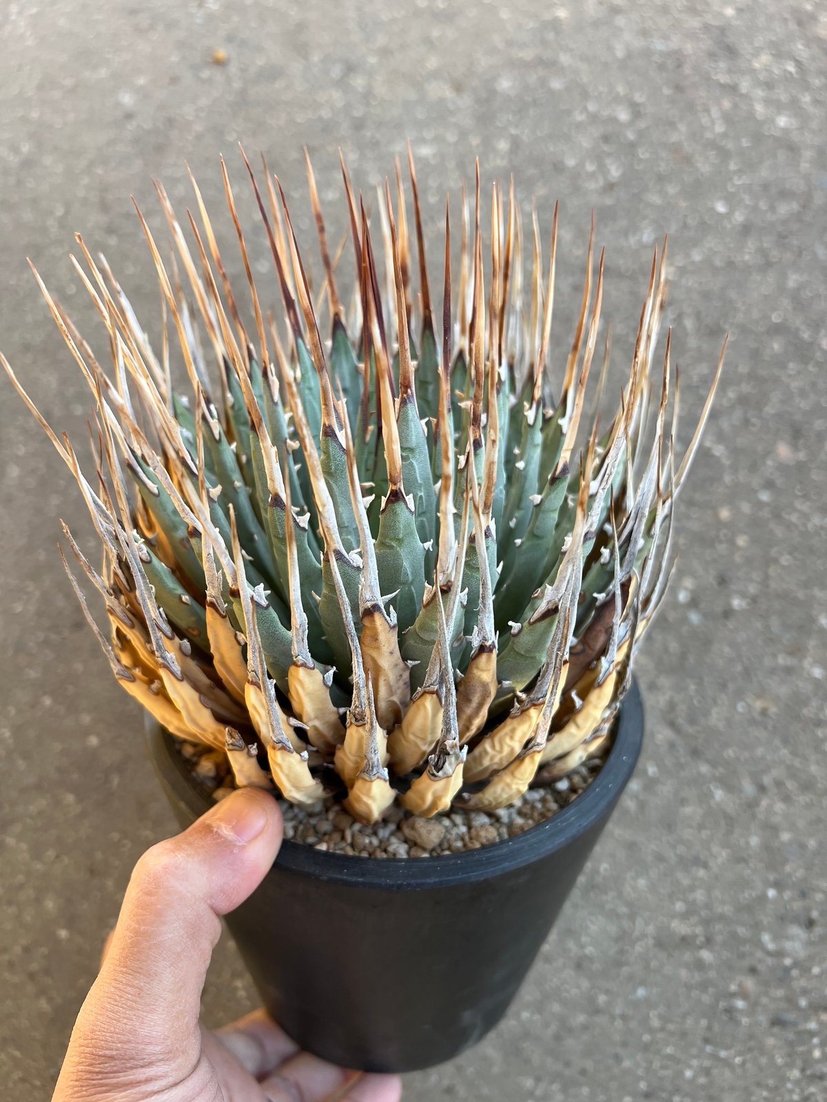 ユタエンシス エボリスピナ 5寸鉢サイズ | STELLA.PLANTS