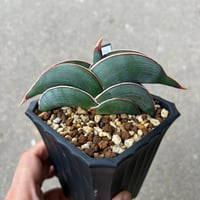 サンセベリア ロリダ1