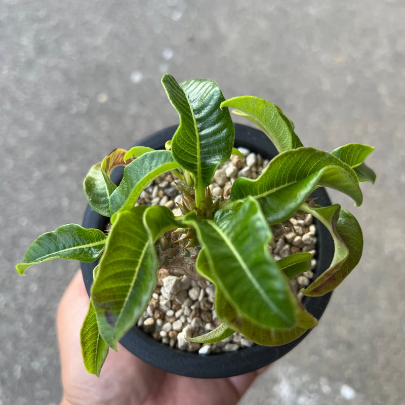 パキポディウム ウィンゾリー 鉢付き 【公式通販】