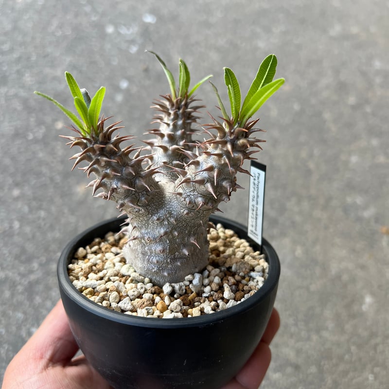 パキポディウム マカイエンセ パキポディウム マカイエンセ | STELLA.PLANTS