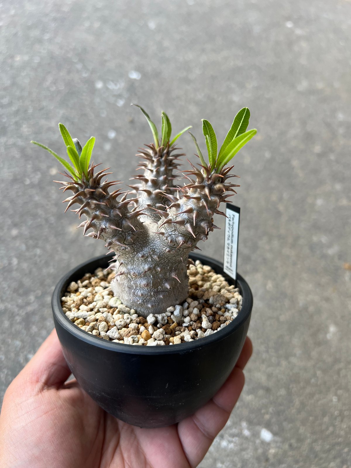 パキポディウム マカイエンセ良形3分岐 パキポディウム マカイエンセ良