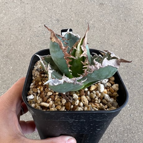 CATEGORY アガベ | STELLA.PLANTS