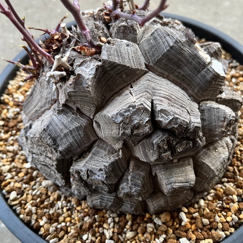 アフリカ亀甲竜 8寸 | STELLA.PLANTS アフリカ亀甲竜 8寸 | STELLA.PLANTS