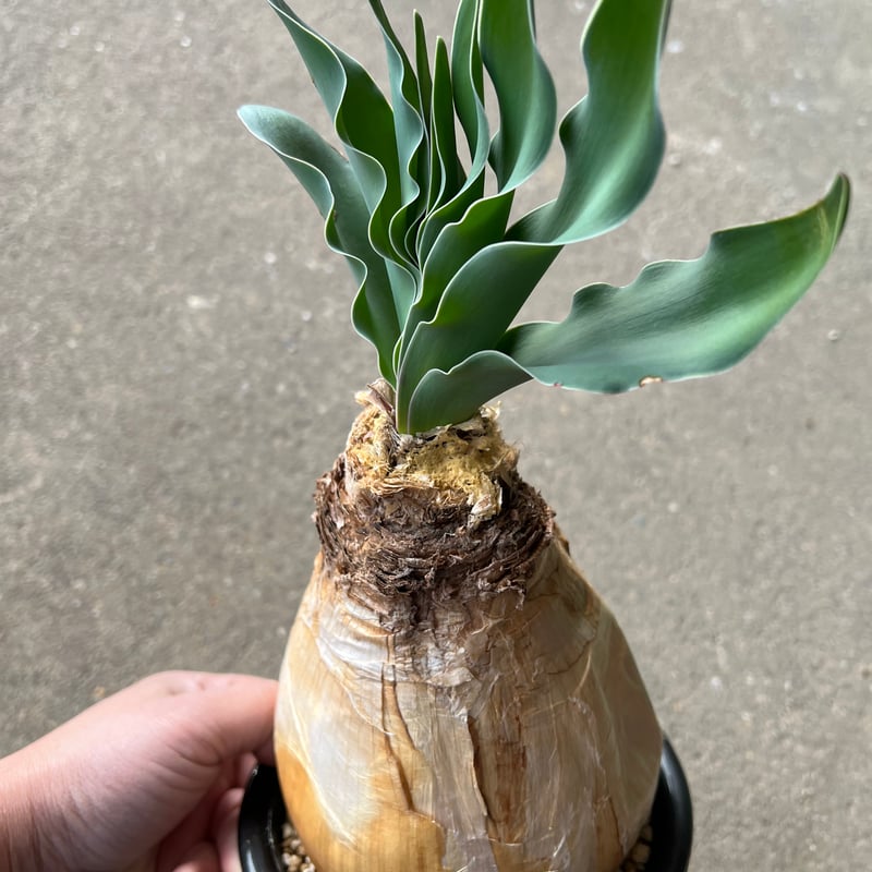 ブーファン　ハエマンソイデス ブーファン・ハエマンソイデス 多頭 | Sun・Shepherd