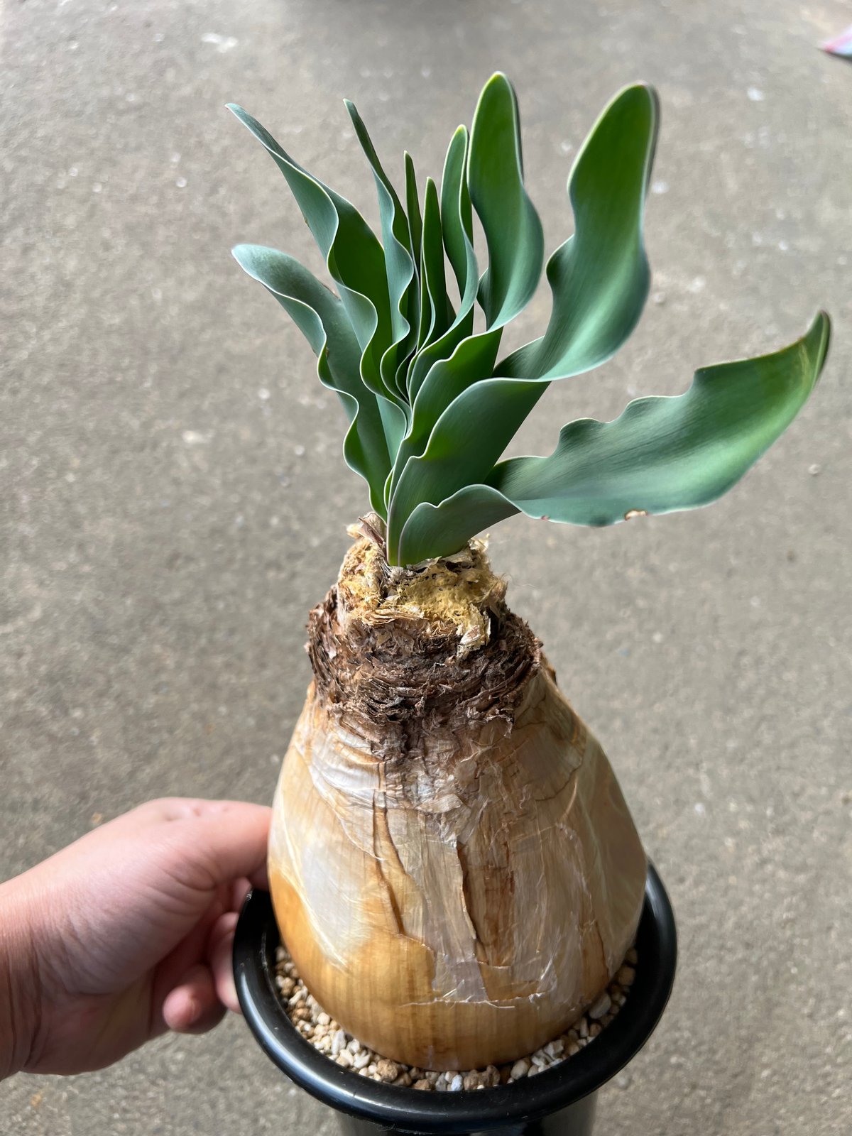 ブーファン　ハエマンソイデス　実生 C Boophane haemanthoides【ブーファン・ハエマンソイデス