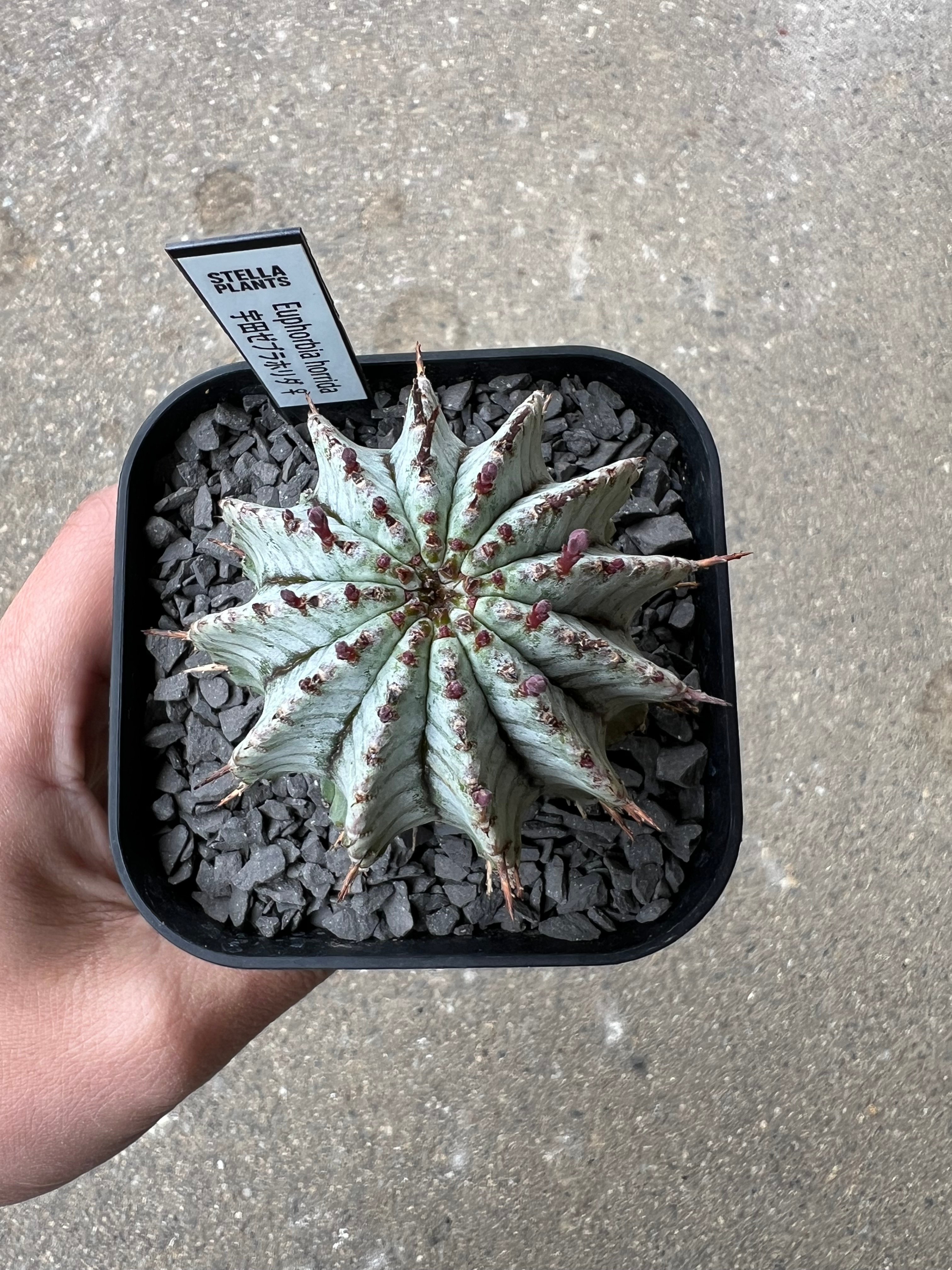 宇田ゼブラホリダ　ユーフォルビア　バリダ　オベサ ユーフォルビア 宇田ゼブラホリダ | STELLA.PLANTS