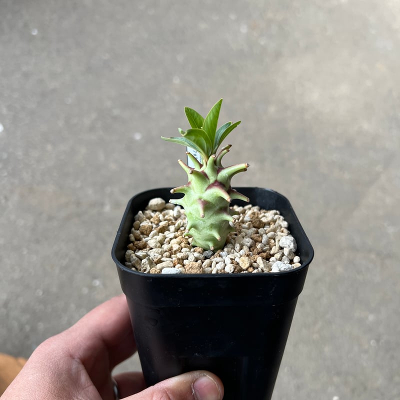 ユーフォルビア ロンギツベルクローサ 実生