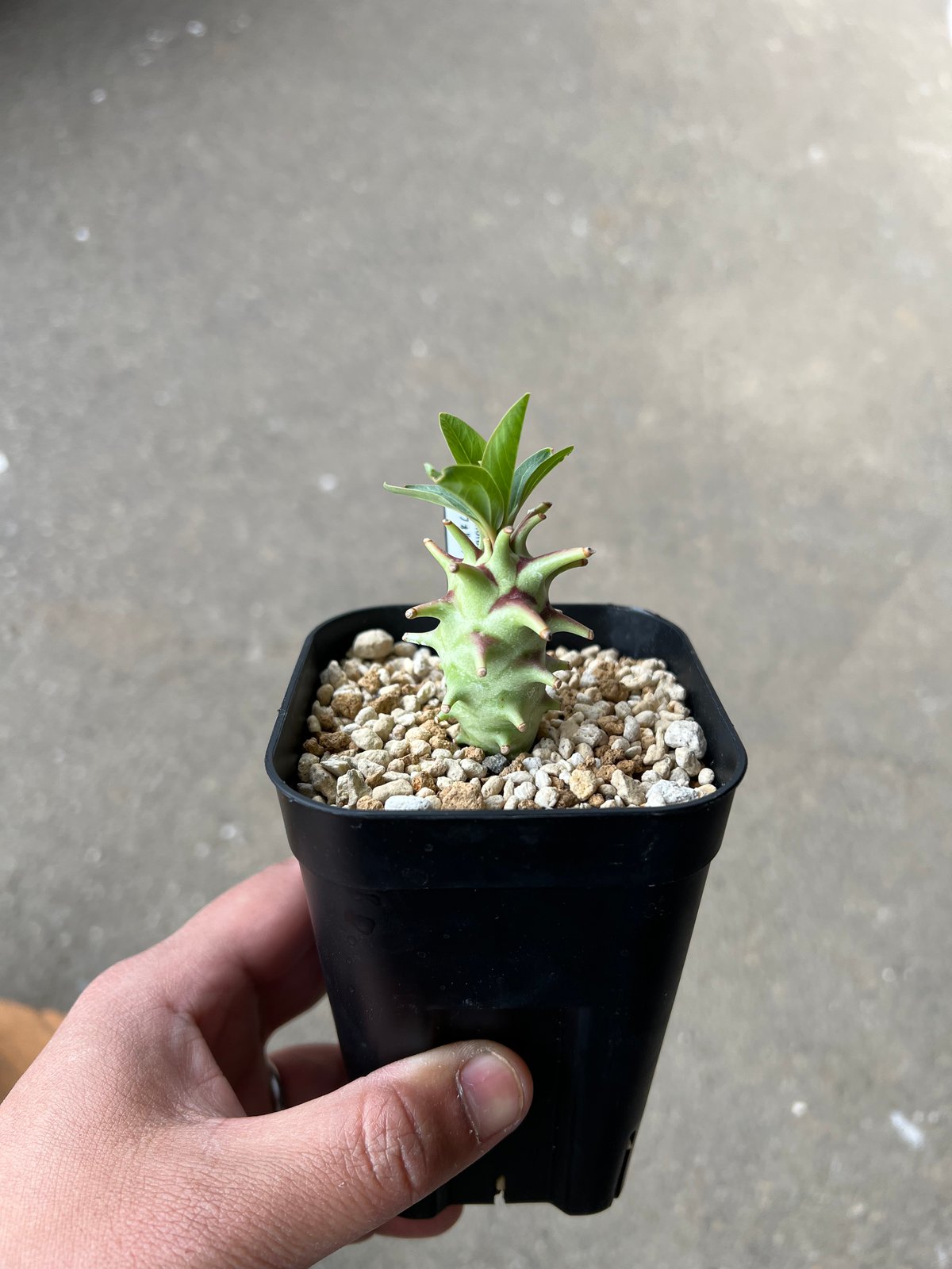 ユーフォルビア ロンギツベルクローサ2 | STELLA.PLANTS