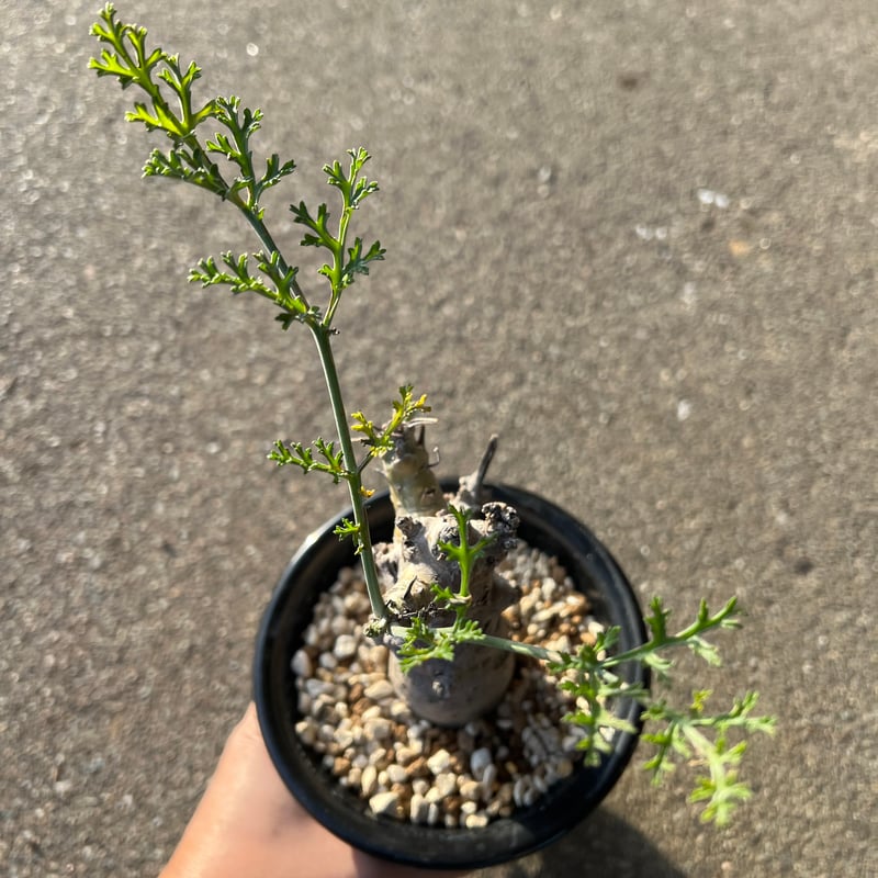 ペラルゴニウム セラトフィルム | STELLA.PLANTS