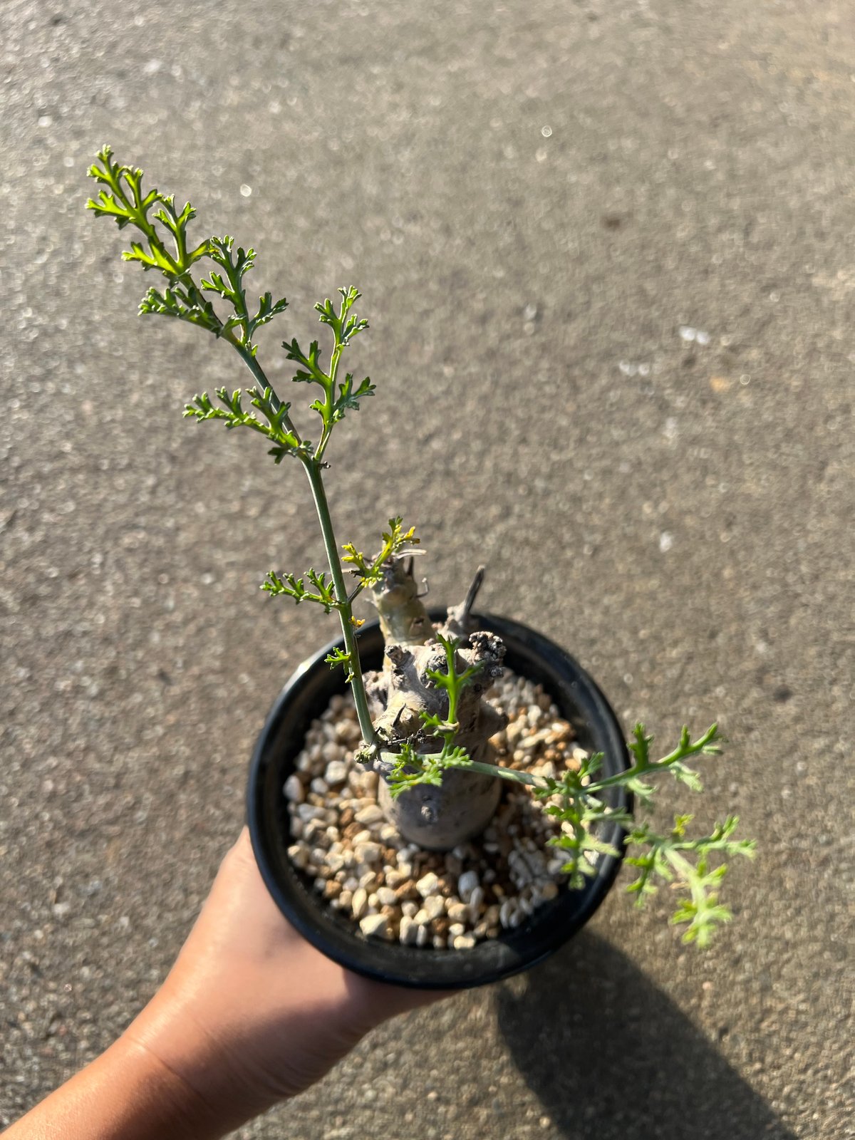 ペラルゴニウム セラトフィルム | STELLA.PLANTS