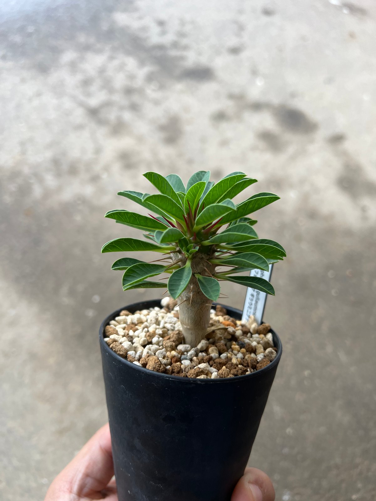 実生　ギラウミニアナ　コレクション株 ユーフォルビア ギラウミニアナ実生2 | STELLA.PLANTS