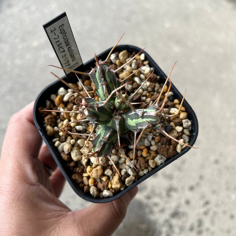 ユーフォルビアカリサナ小【実生苗】