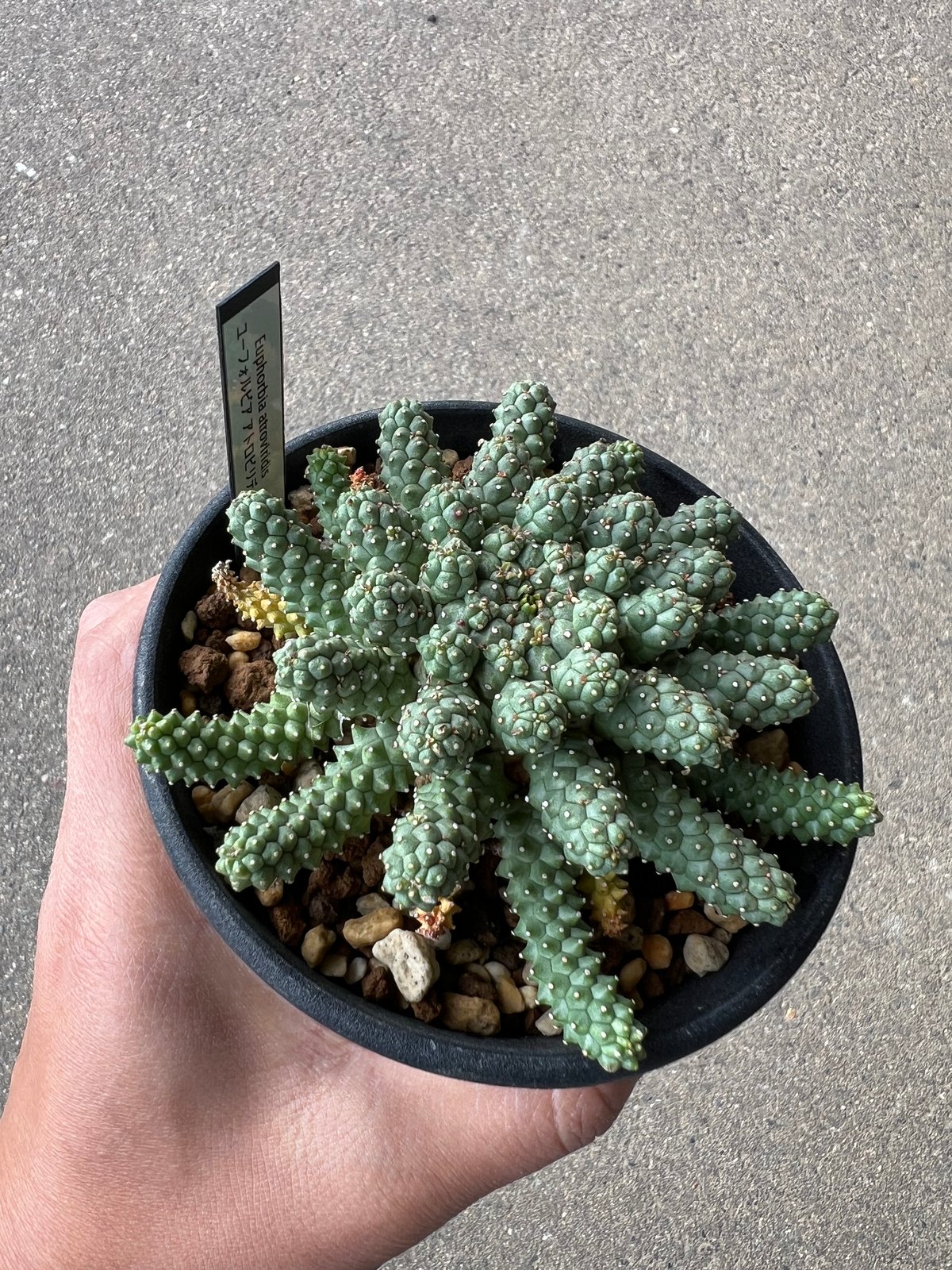 ユーフォルビア アトロビリディス1 | STELLA.PLANTS