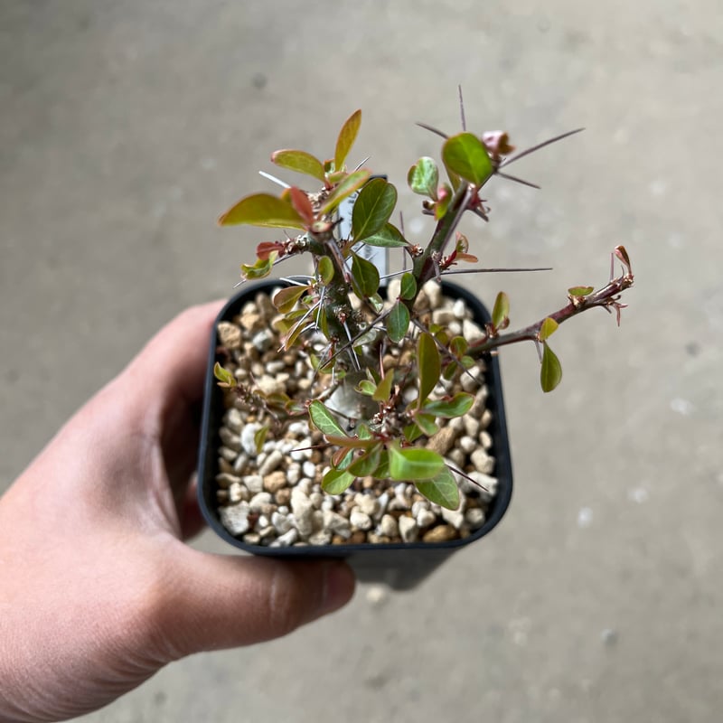 フォークイエリア ファシクラータ | STELLA.PLANTS フォークイエリア ファシクラータ | STELLA.PLANTS