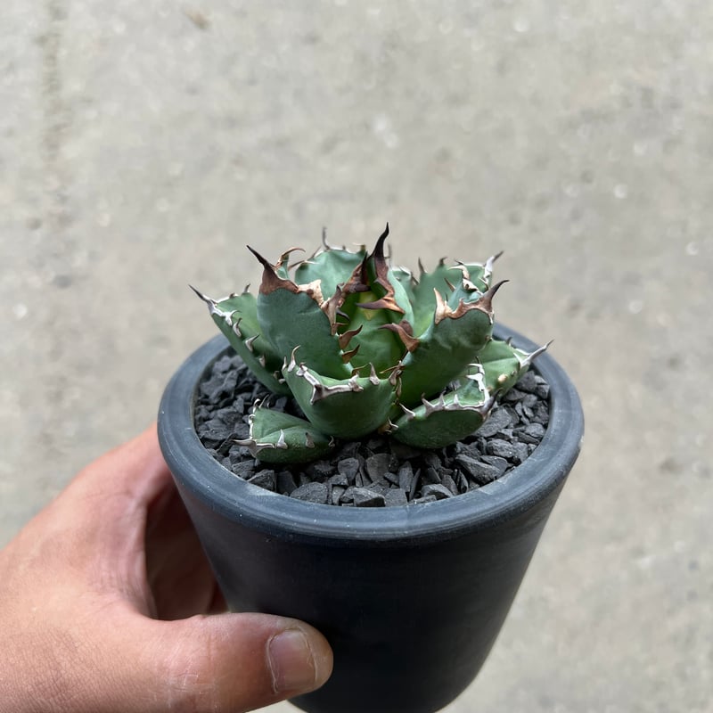 【希少鉢付き】アガベ チタノタ 農大No.1 × SRL×BAPExつかもと 希少鉢付き】アガベ チタノタ 農大No.1 × SRL×BAPExつかもと