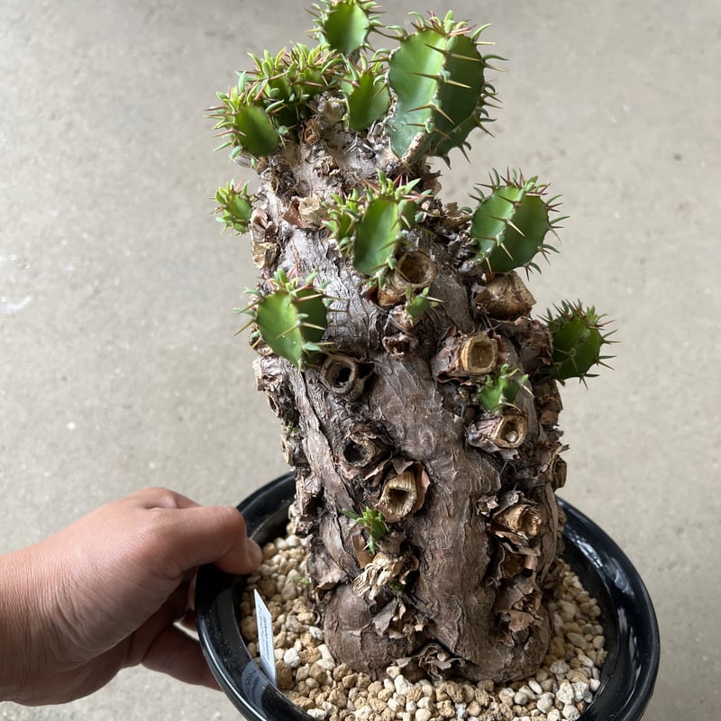 シ*ド様 ユーフォルビア ムランジーナ 現地球 葉有り 輸入即出品 09EM ユーフォルビア ムランジーナ 現地球 | NATPARK-STORE