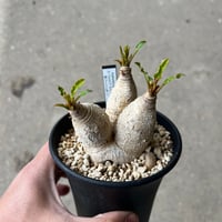 アデニア ペチュエリー | STELLA.PLANTS アデニア ペチュエリー | STELLA.PLANTS