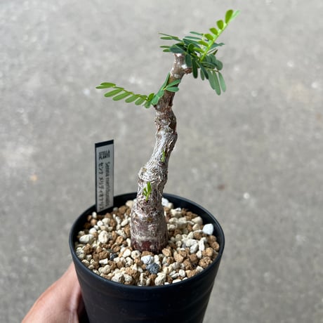センナ メリディオナリス1