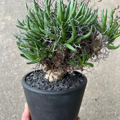 チレコドン レティキュラータス 万物想