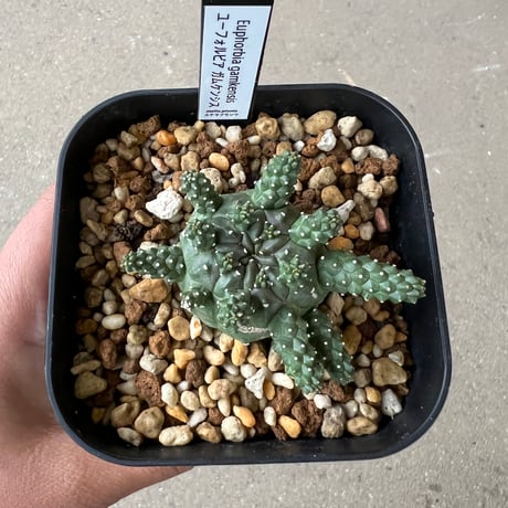 CATEGORY ユーフォルビア | STELLA.PLANTS CATEGORY ユーフォルビア | STELLA.PLANTS