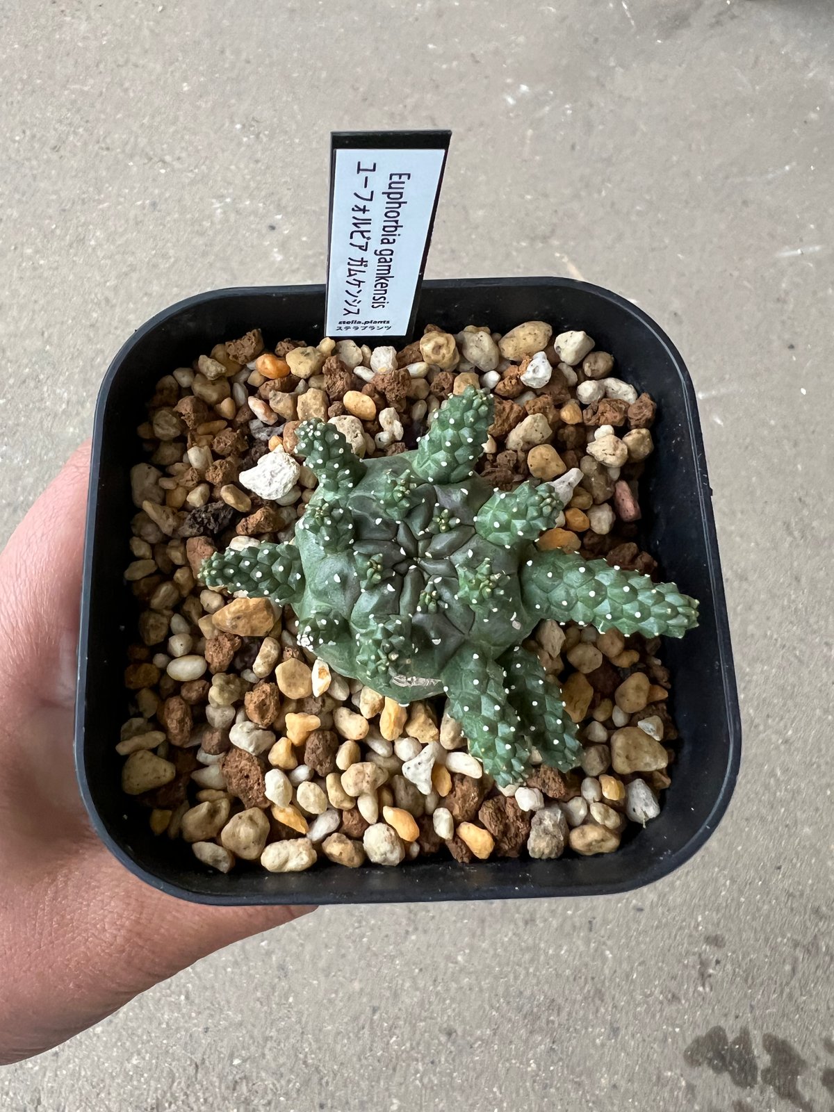 1514ユーフォルビア ガムケンシス 実生Euphorbia gamkensis 1514ユーフォルビア ガムケンシス 実生Euphorbia gamkensis