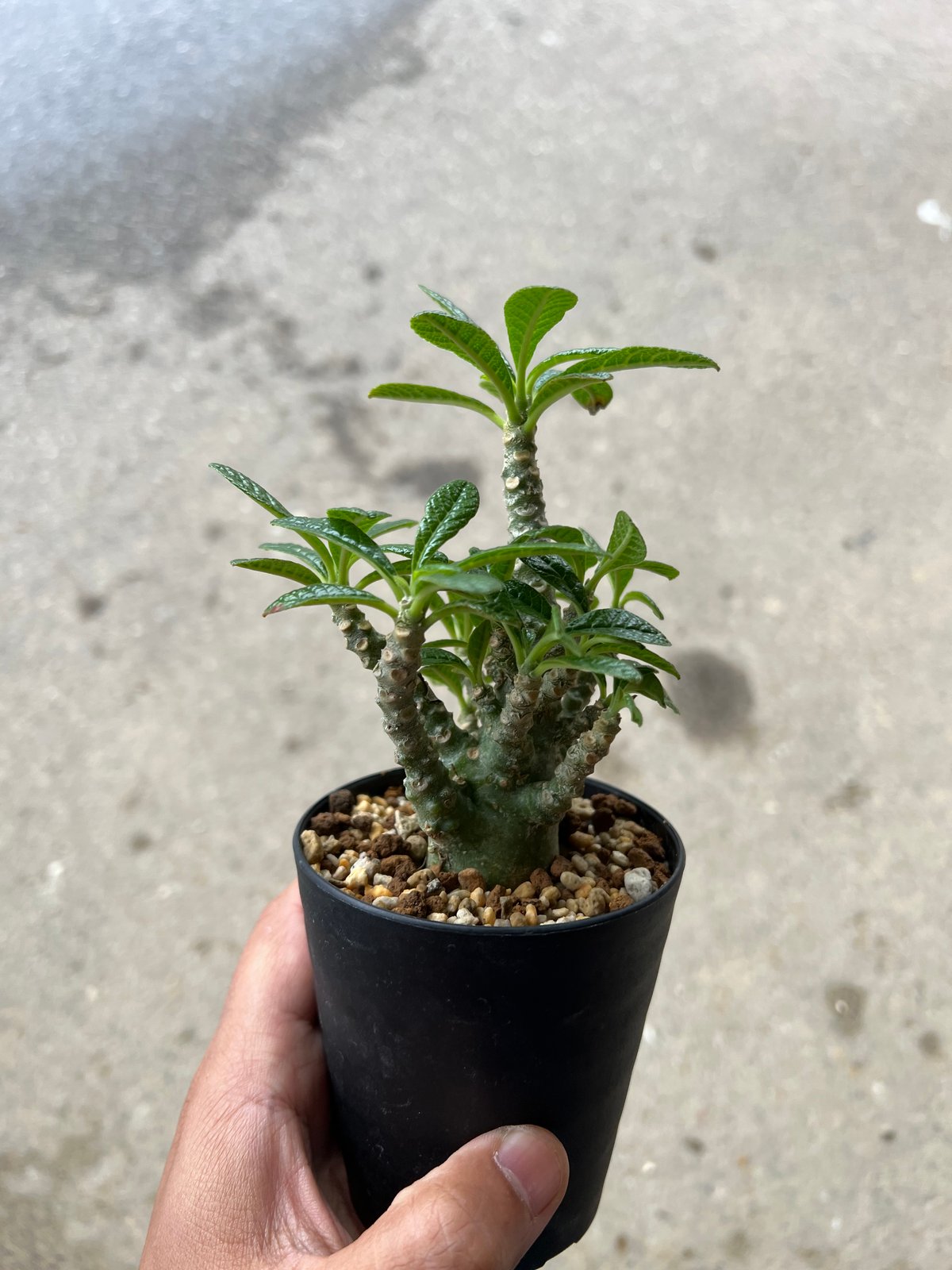 ドルステニア ギガス | STELLA.PLANTS ドルステニア ギガス | STELLA.PLANTS