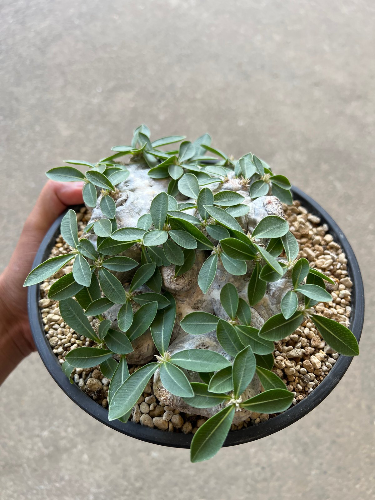 パキポディウム ブレビカウレ 恵比寿笑い | STELLA.PLANTS