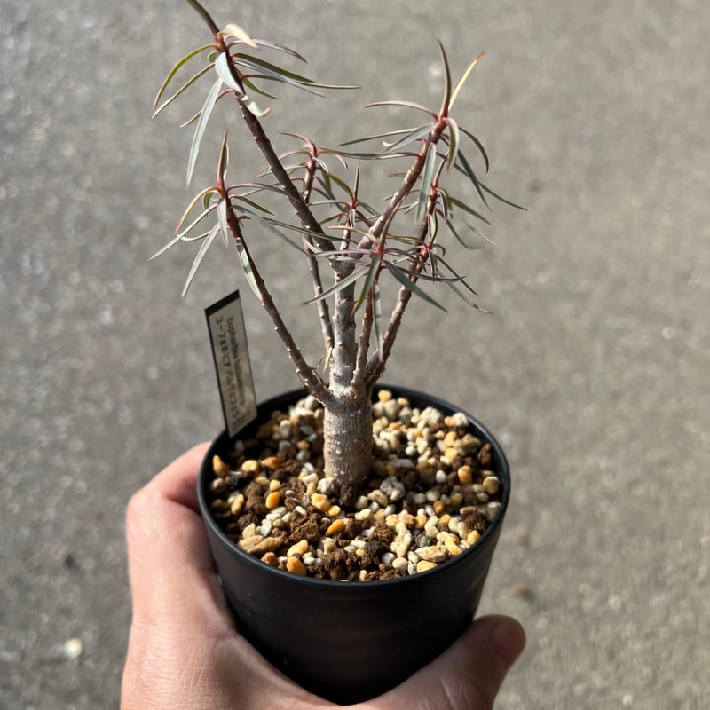 ユーフォルビア バルサミフェラ3 | STELLA.PLANTS