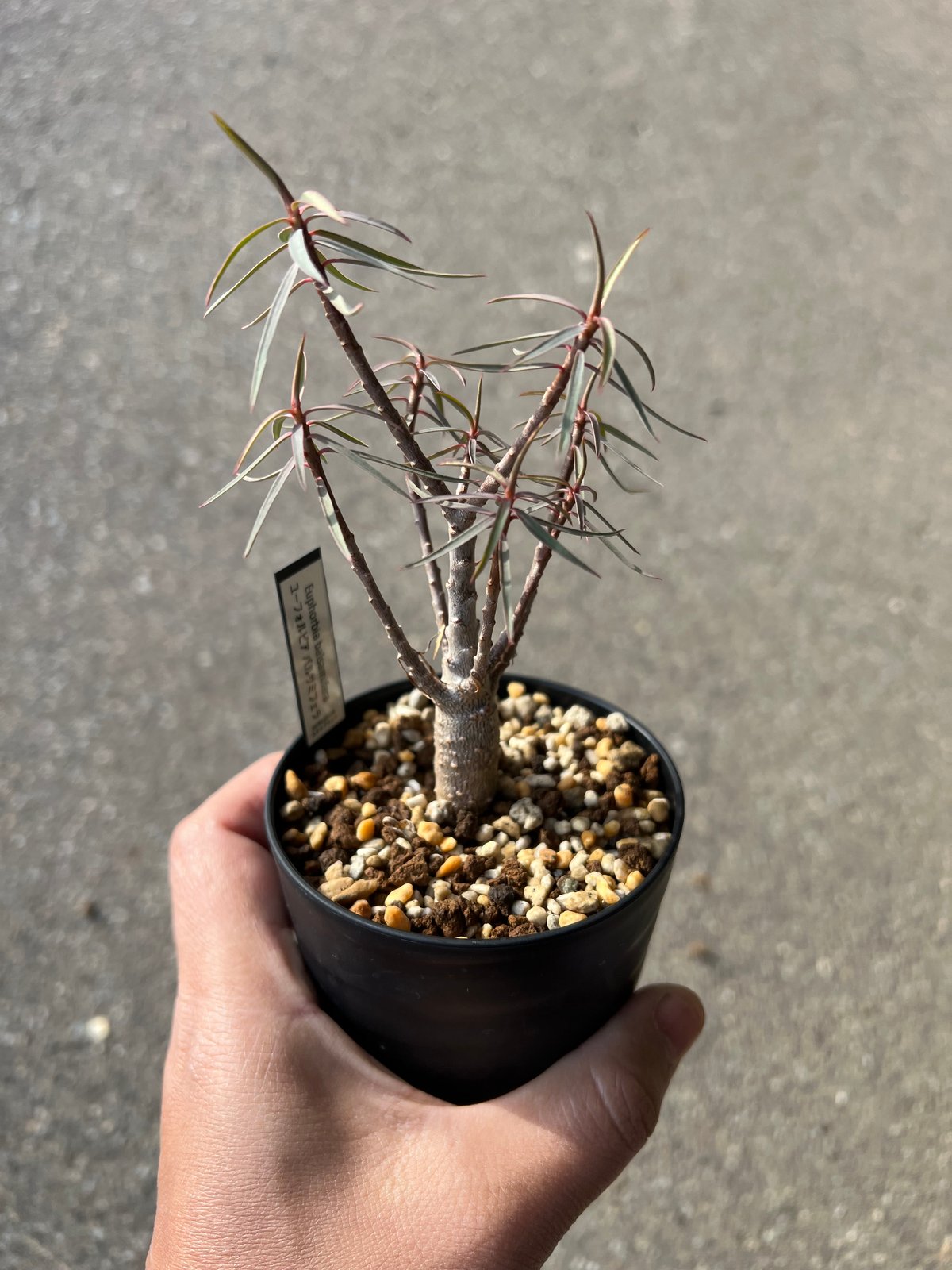 ユーフォルビア バルサミフェラ3 | STELLA.PLANTS