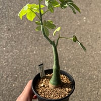 エリオスペルマム フォリオリフェルム | STELLA.PLANTS