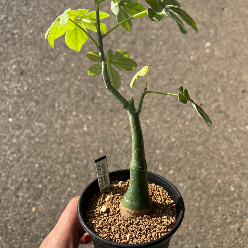 アデニア グラウカ3 | STELLA.PLANTS