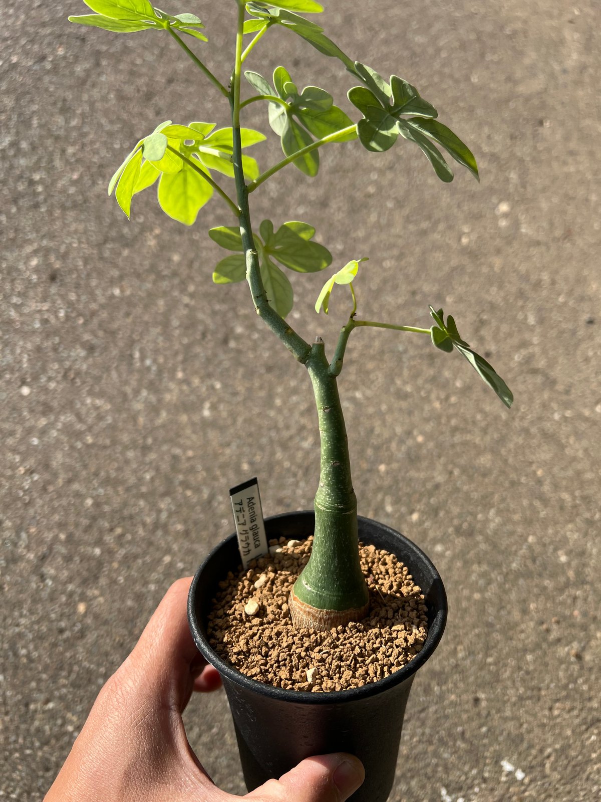 アデニア グラウカ3 | STELLA.PLANTS