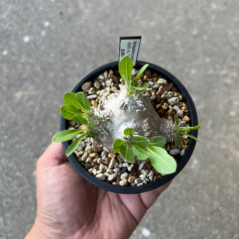 パキポディウム 恵比寿笑い2 | STELLA.PLANTS