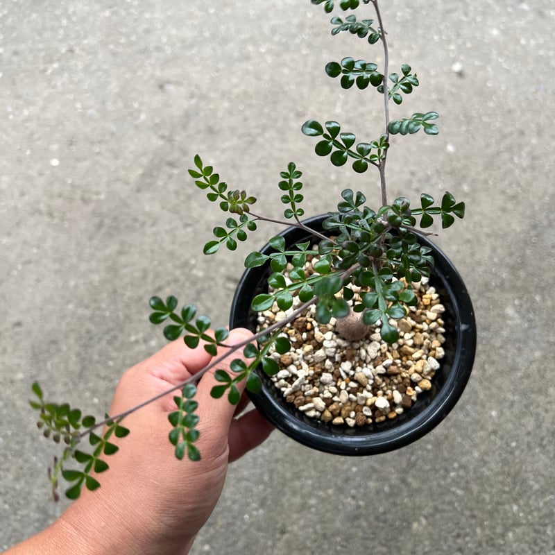 オペルクリカリア デカリー | STELLA.PLANTS