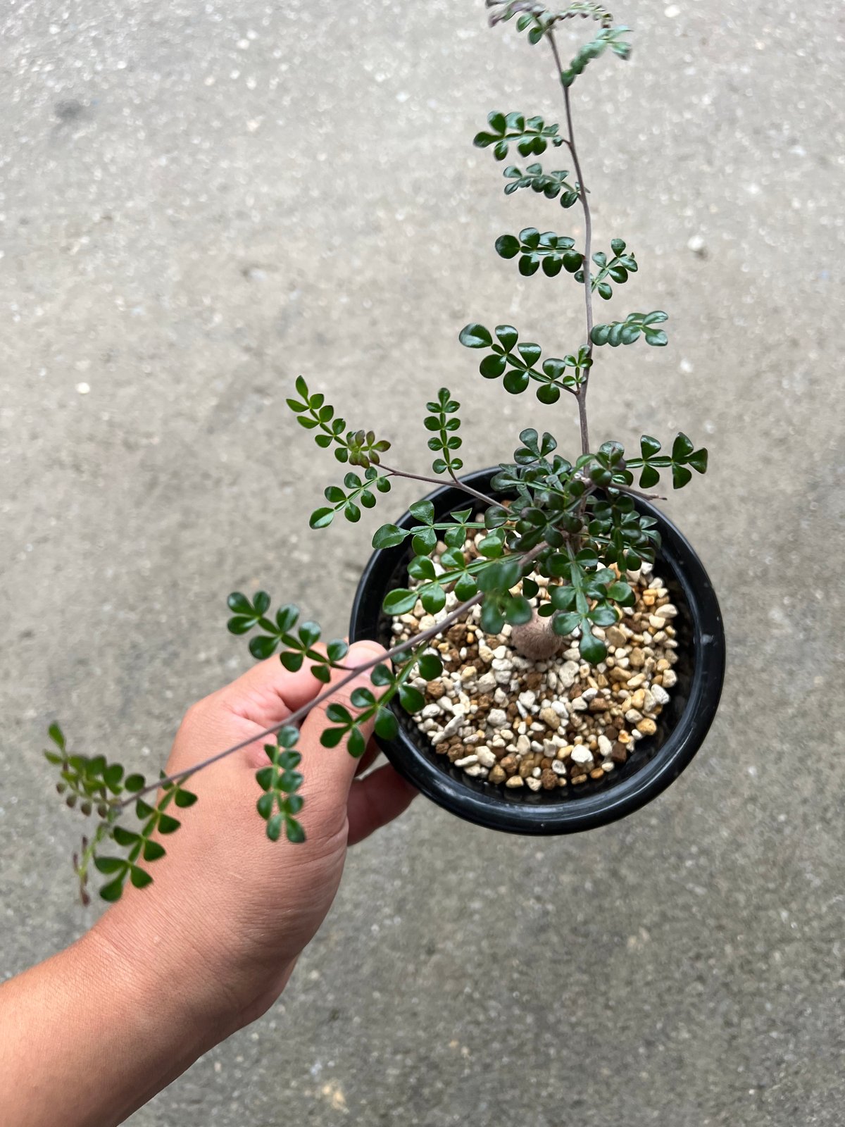 オペルクリカリア デカリー | STELLA.PLANTS