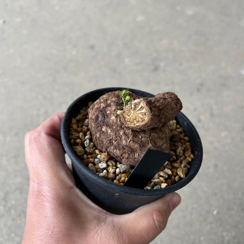 ステファニア スベローサ1 | STELLA.PLANTS