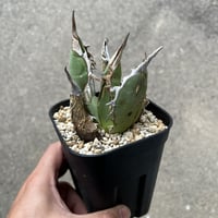 アガベ ホリダ ドワーフ カリフォルニア 陽炎 D.I.P鉢付き アガベ ホリダ ドワーフ カリフォルニア 陽炎 D.I.P鉢付き Yahoo